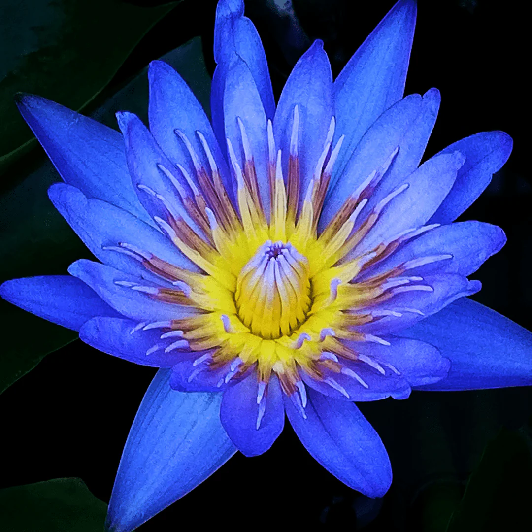 Blauer Lotus Hasch 🍫🪷 - Image 7