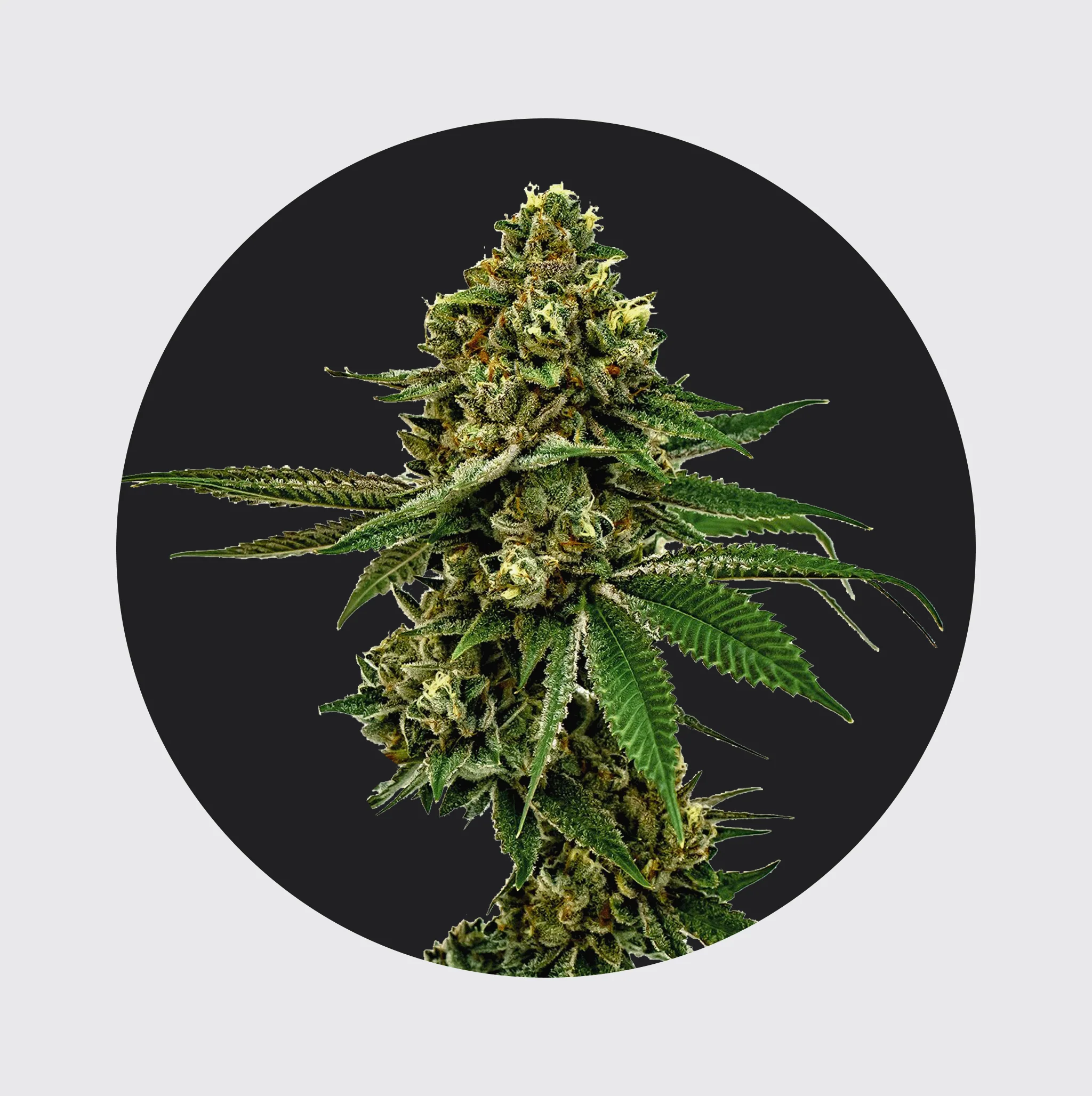 NEU!! Cali Genetics Forbidden Runtz 27,5% THC 🌱 fast flowering