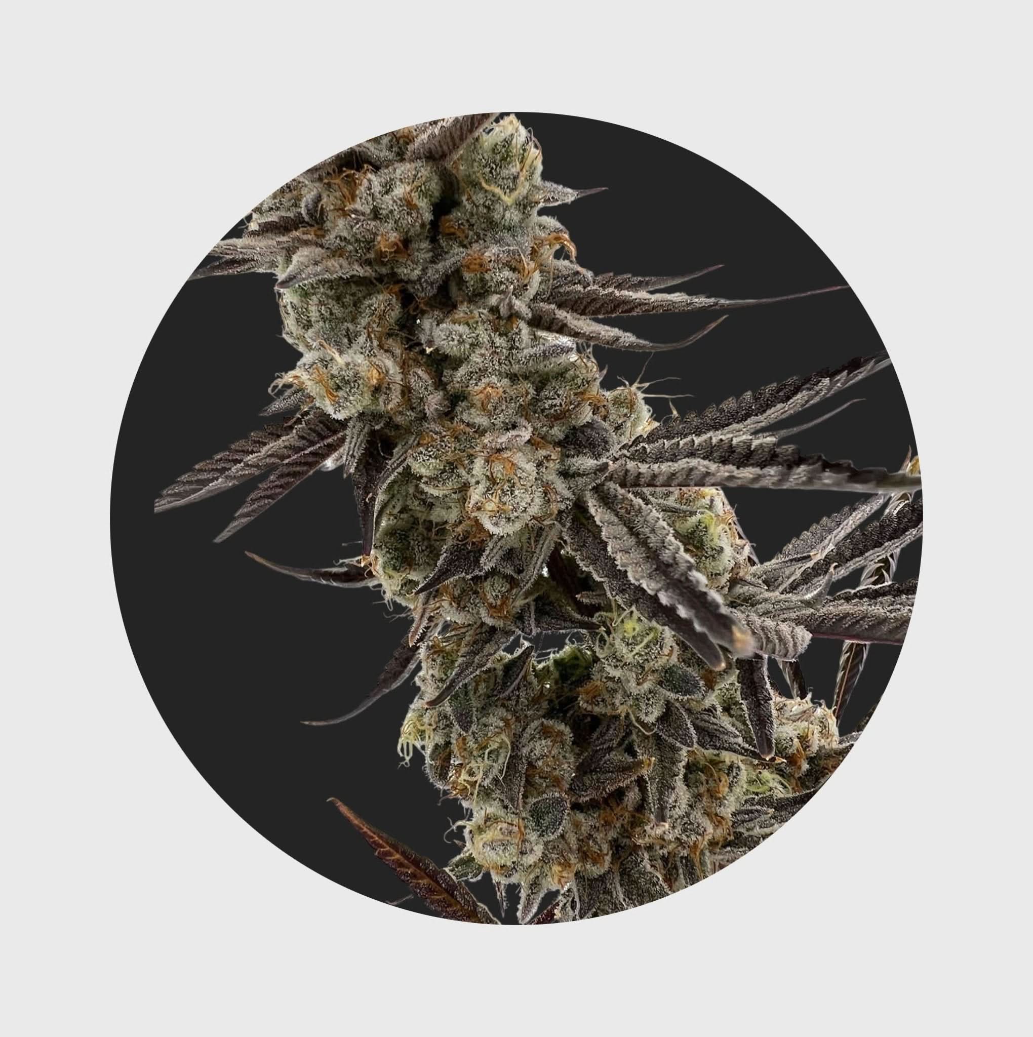 Cali Genetics GMO Rootbeer 33% THC 🌱 fast flowering