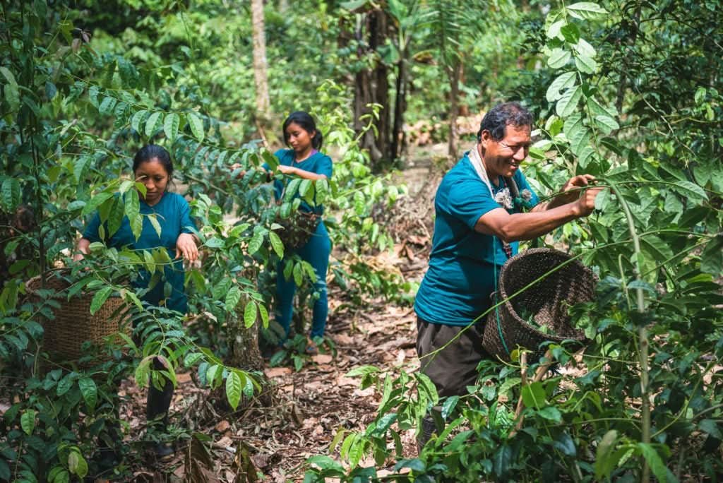 Guayusa Chai Tee - Würzige Energie aus der Natur - Image 10