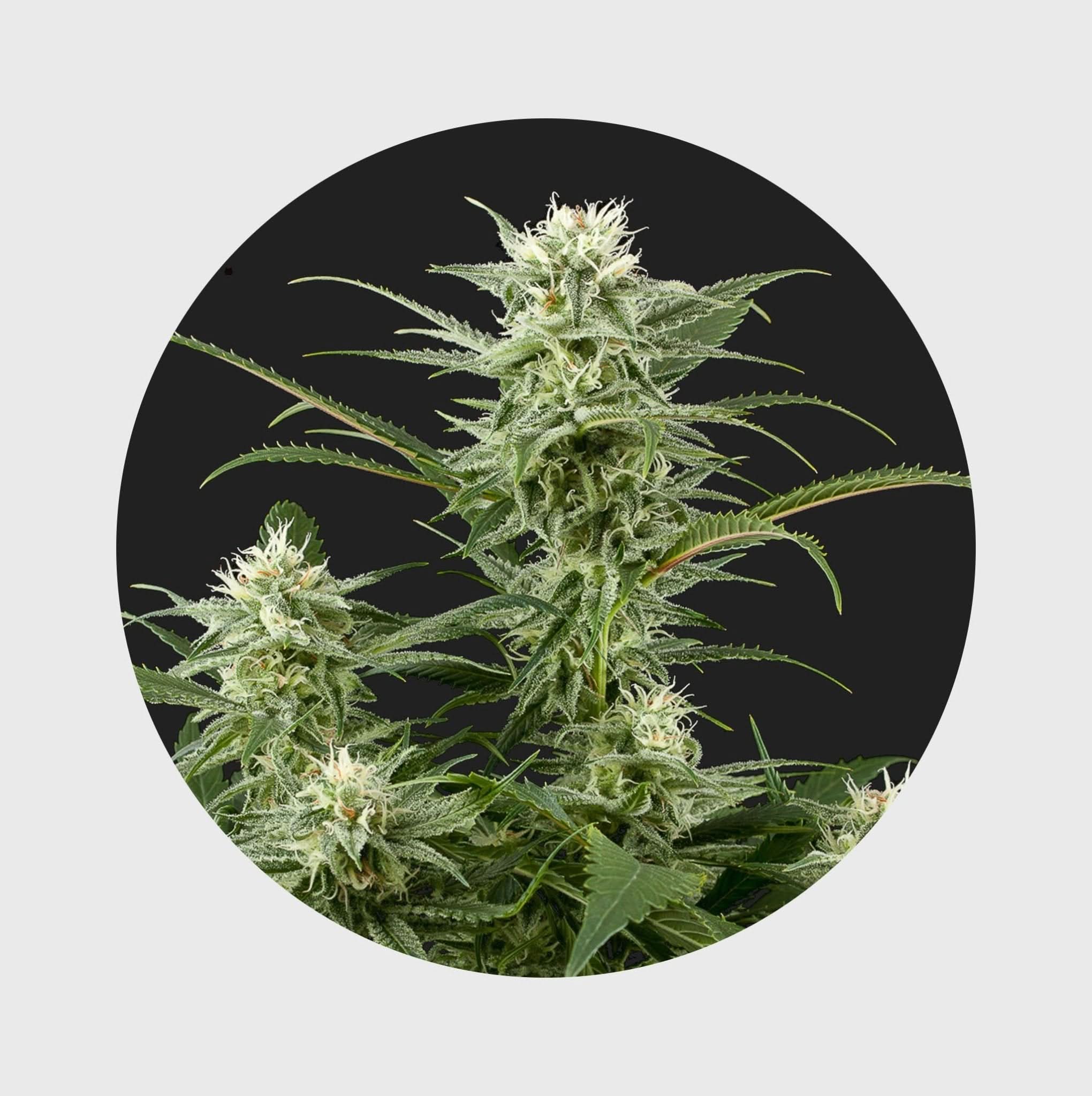 Amsterdams Finest Amnesia Haze 22% THC 🌱 full season