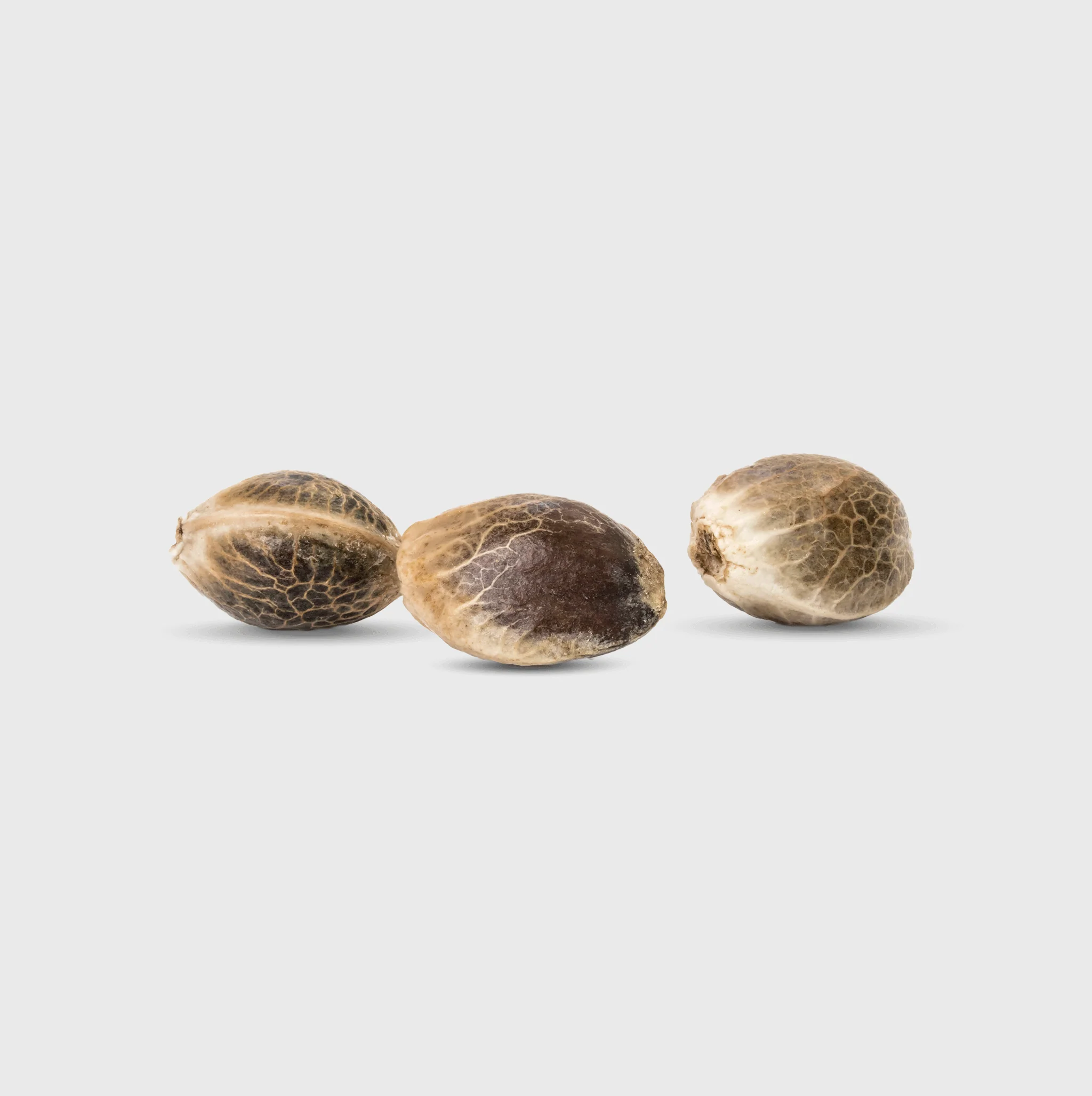 Legendary Cali Genetics Seeds Cream Mandarine 18% THC 🌱 auto flowering - Image 3
