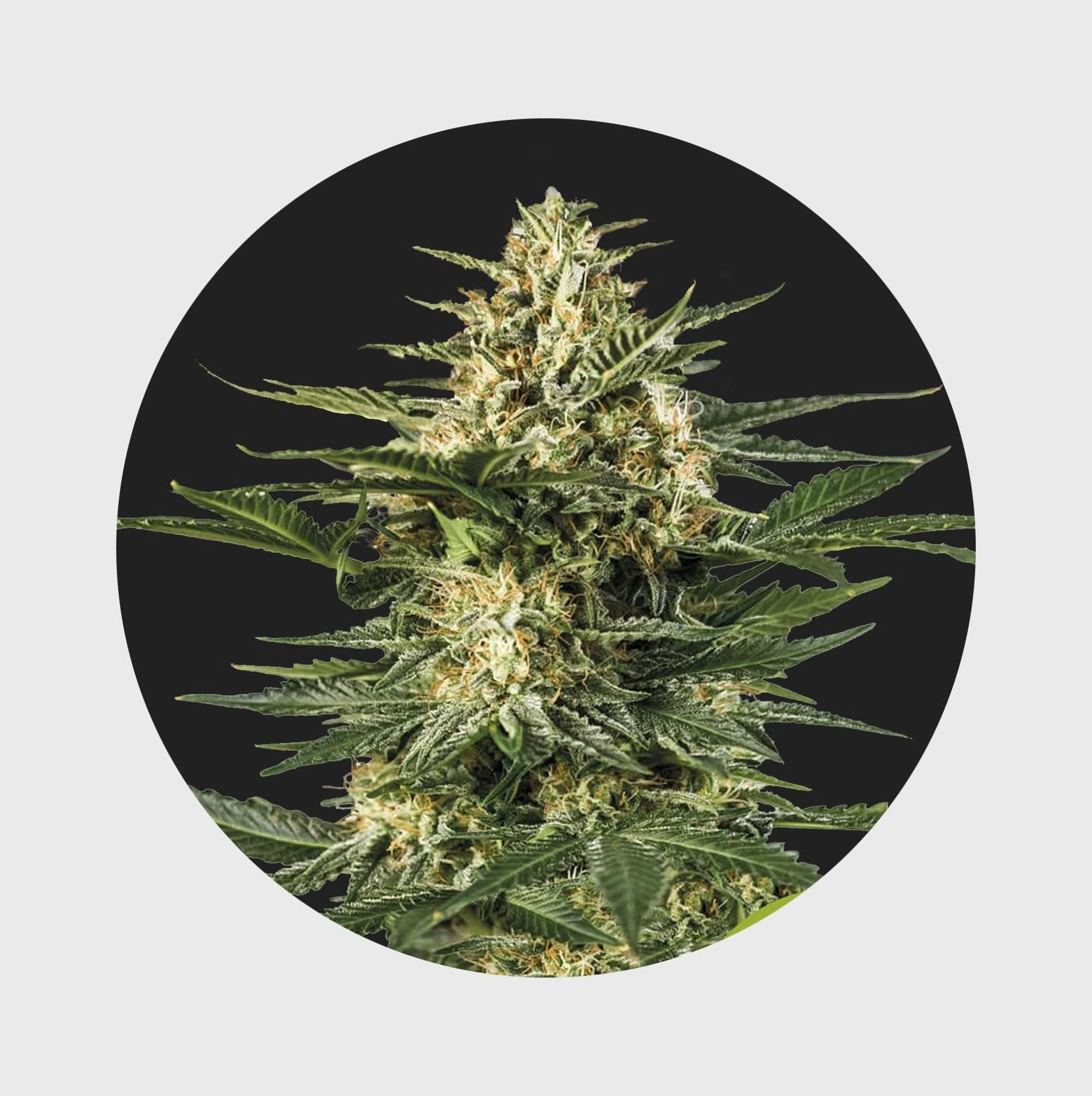 Cali Genetics Gelato #41 25% THC 🌱 full season