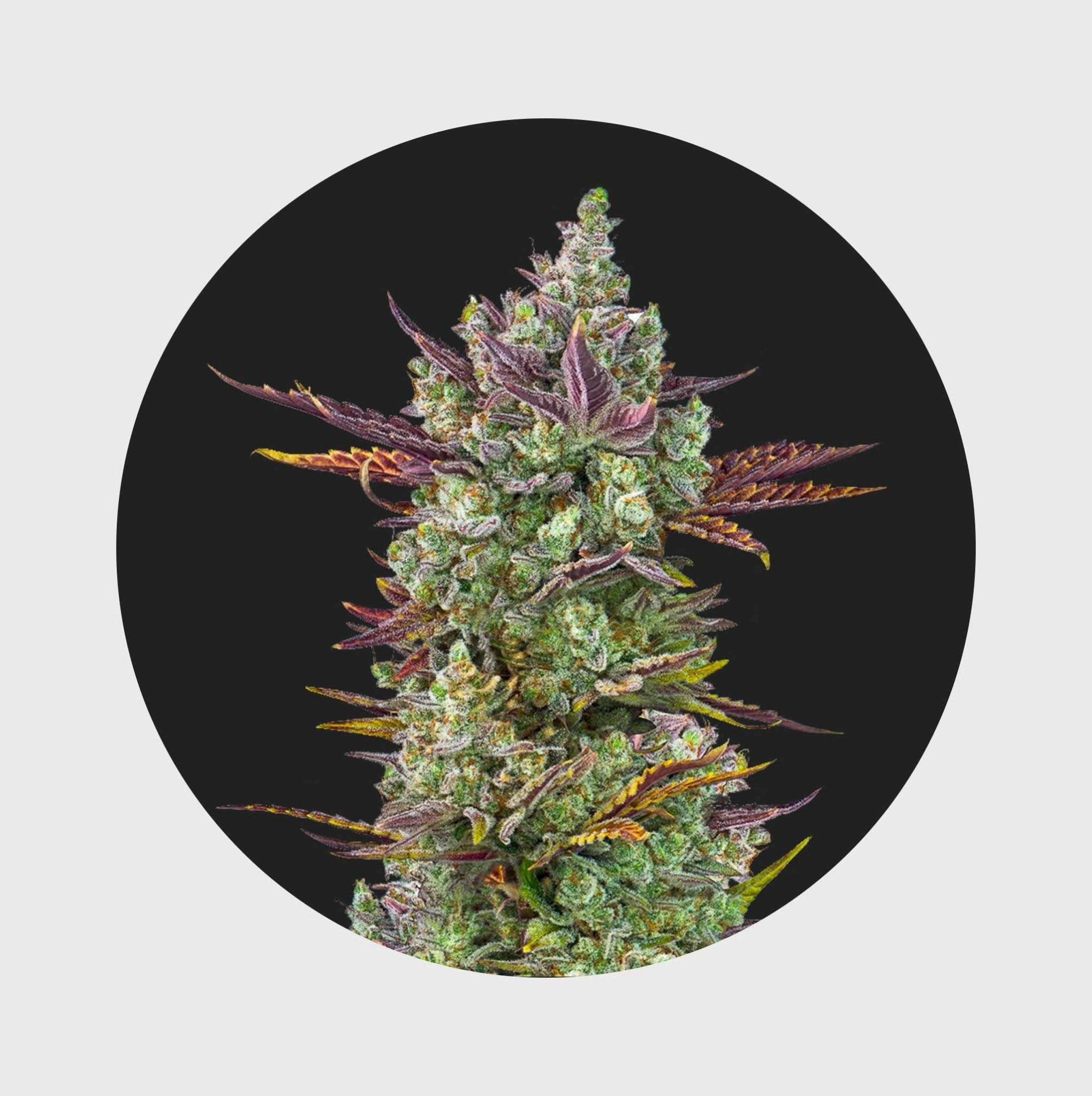 Cali Genetics Gorilla Glue #4 25% THC 🌱 full season - Image 6