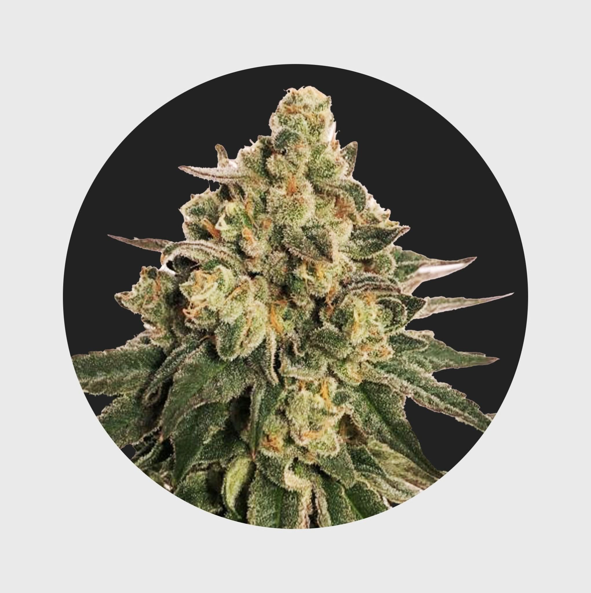 Cali Genetics MAC 20% THC 🌱 auto flowering