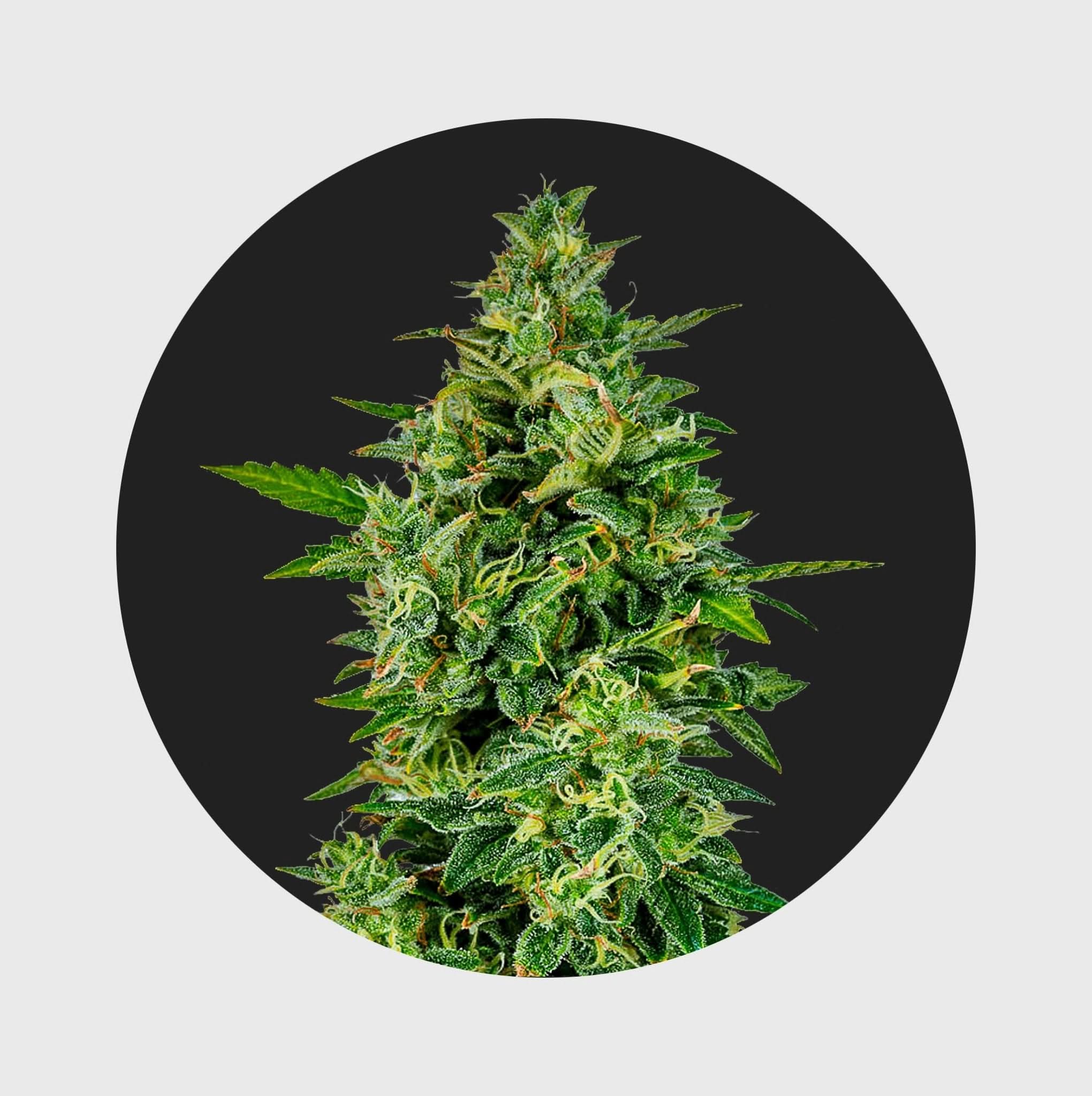 Cali Genetics OG Kush 23% THC 🌱 full season