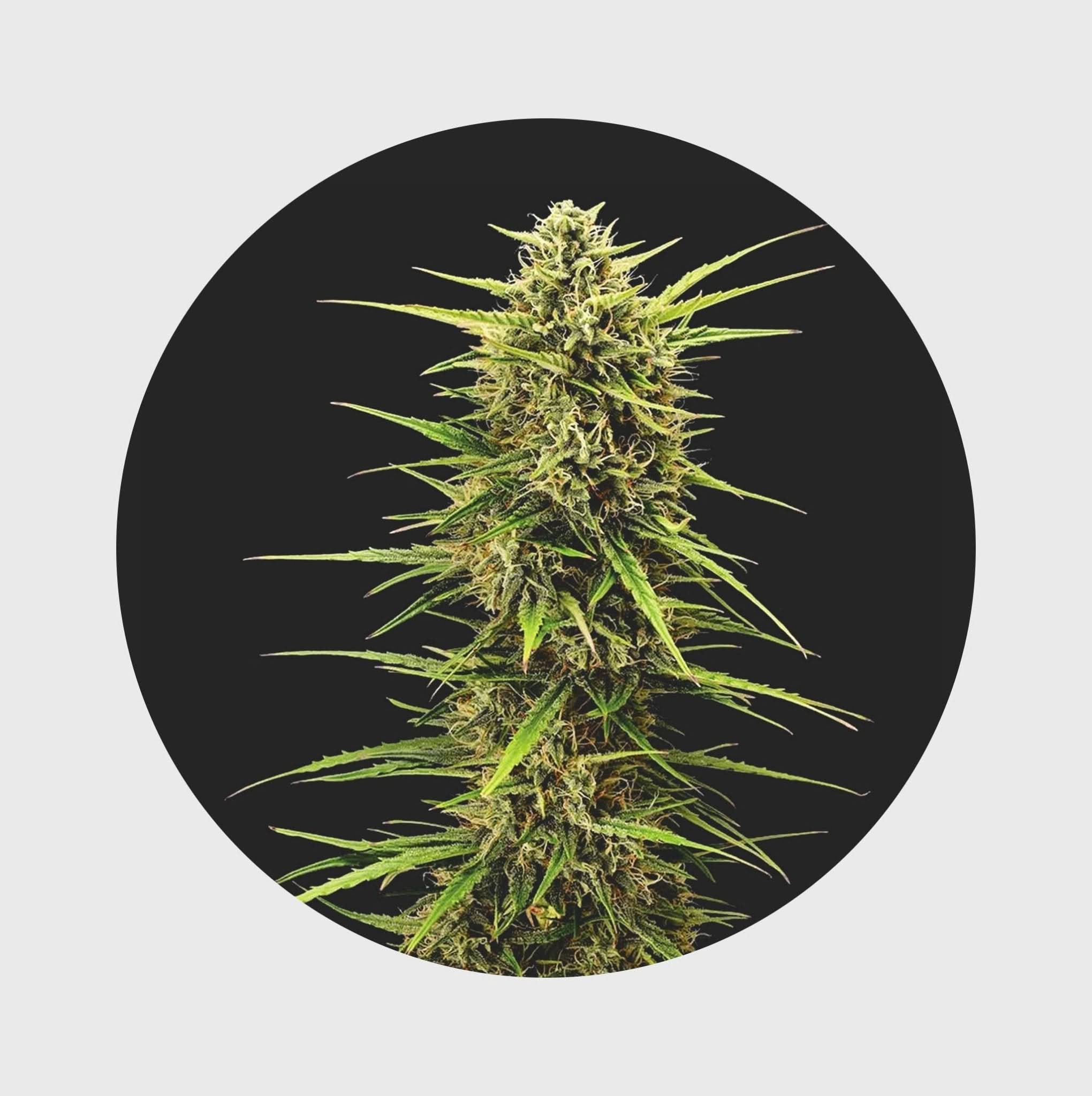 Legendary Cali Genetics Seeds Rainbow Apples 25% THC 🌱 full season