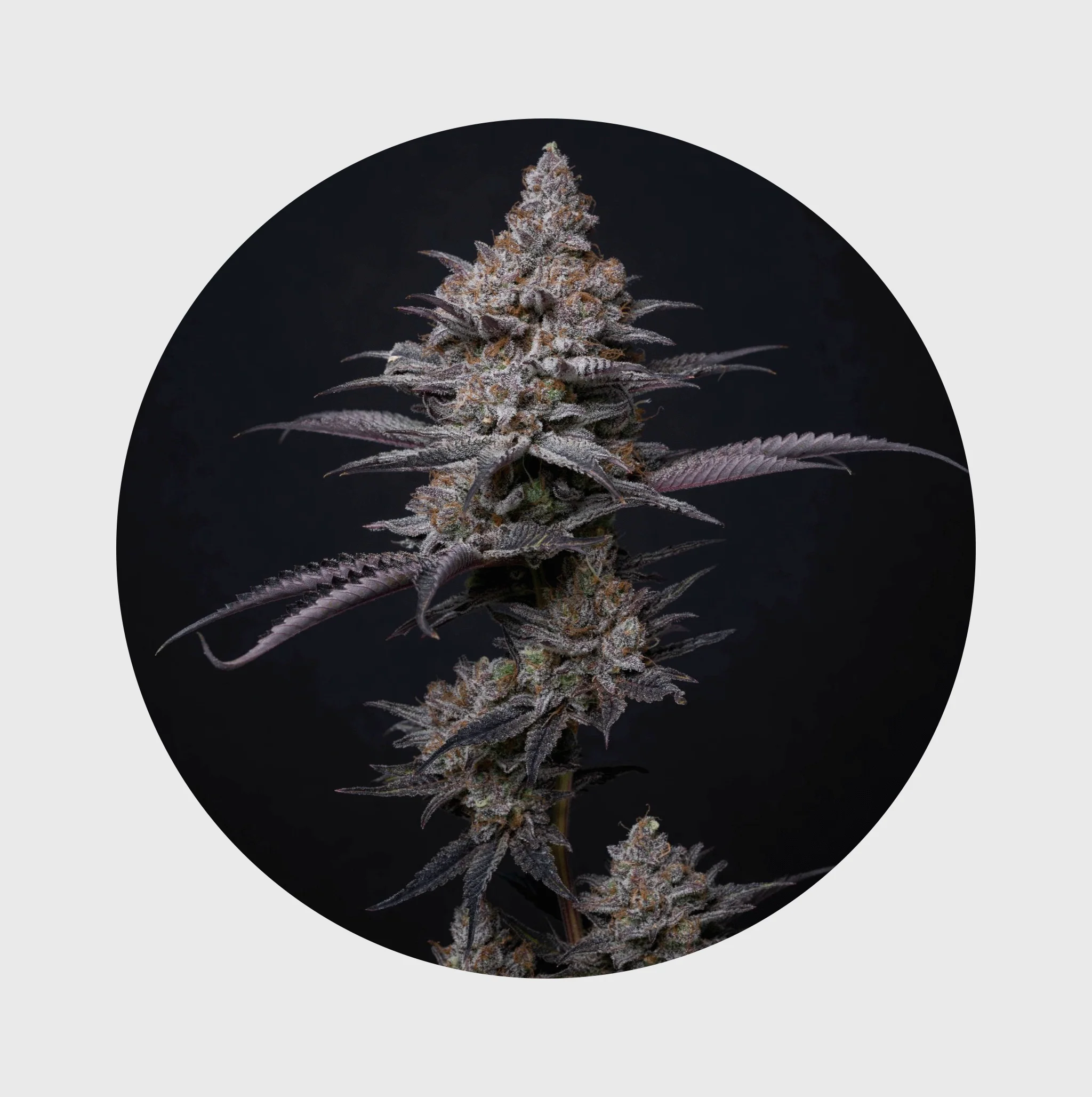 NEU!! Cali Genetics Blueberry Bubba 21% THC 🌱 fast flowering