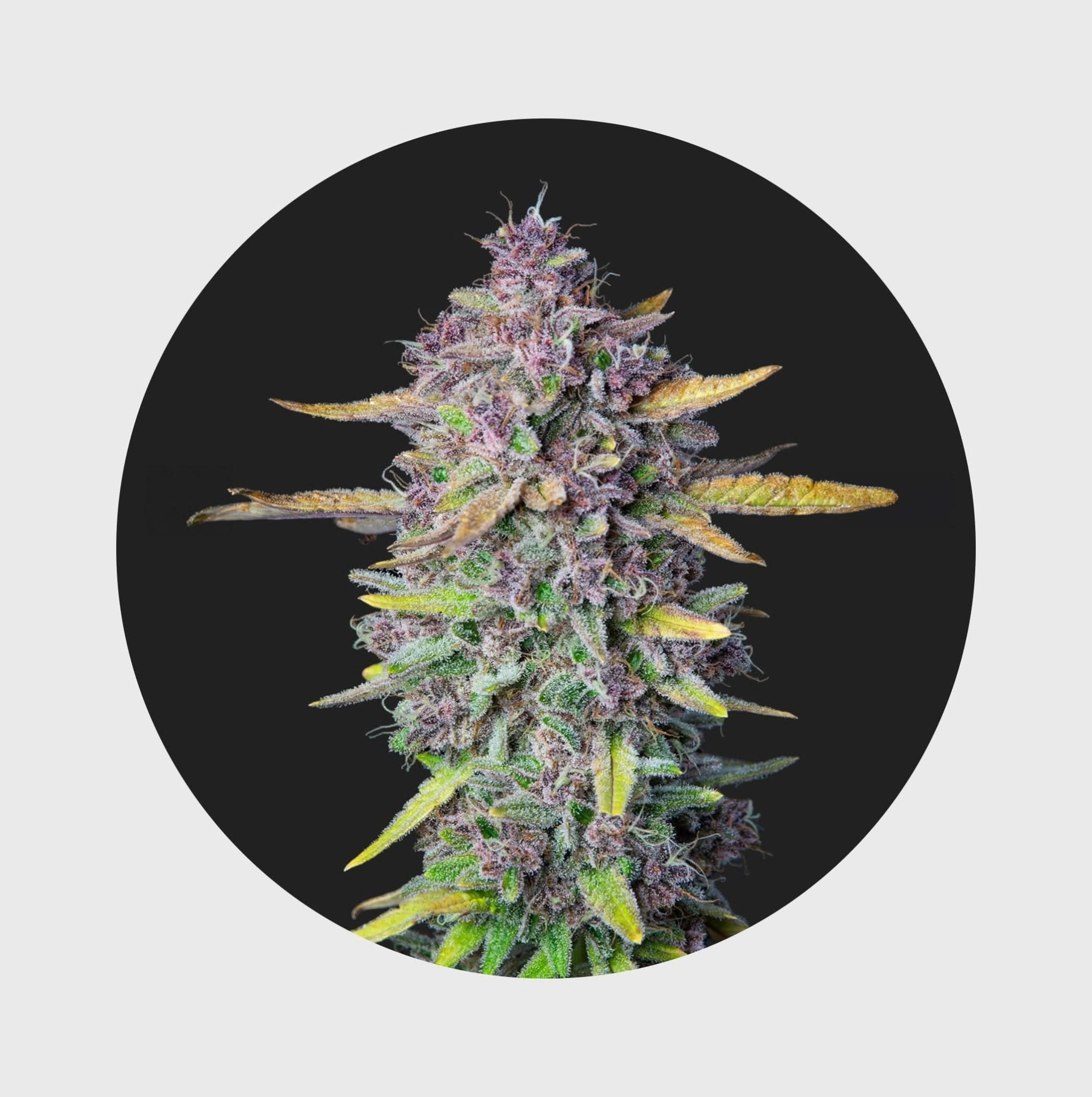 Cali Genetics Purple Milkshake 32,6% THC 🌱