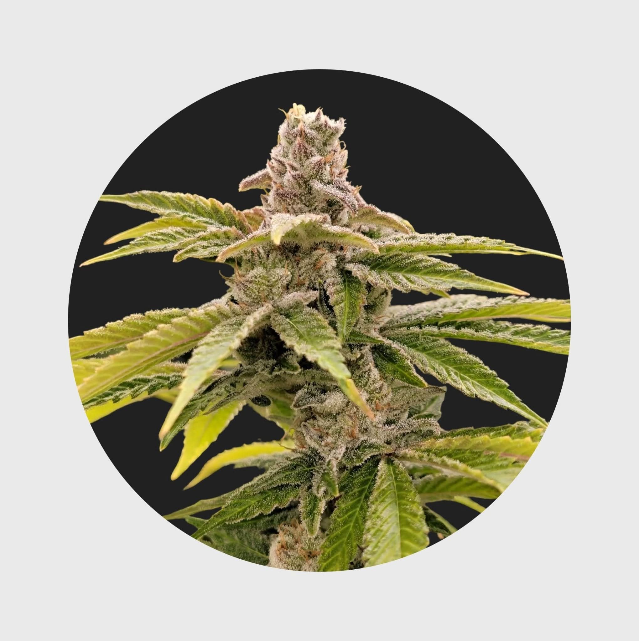 Cali Genetics Strawberry Guava 33% THC 🌱 fast flowering