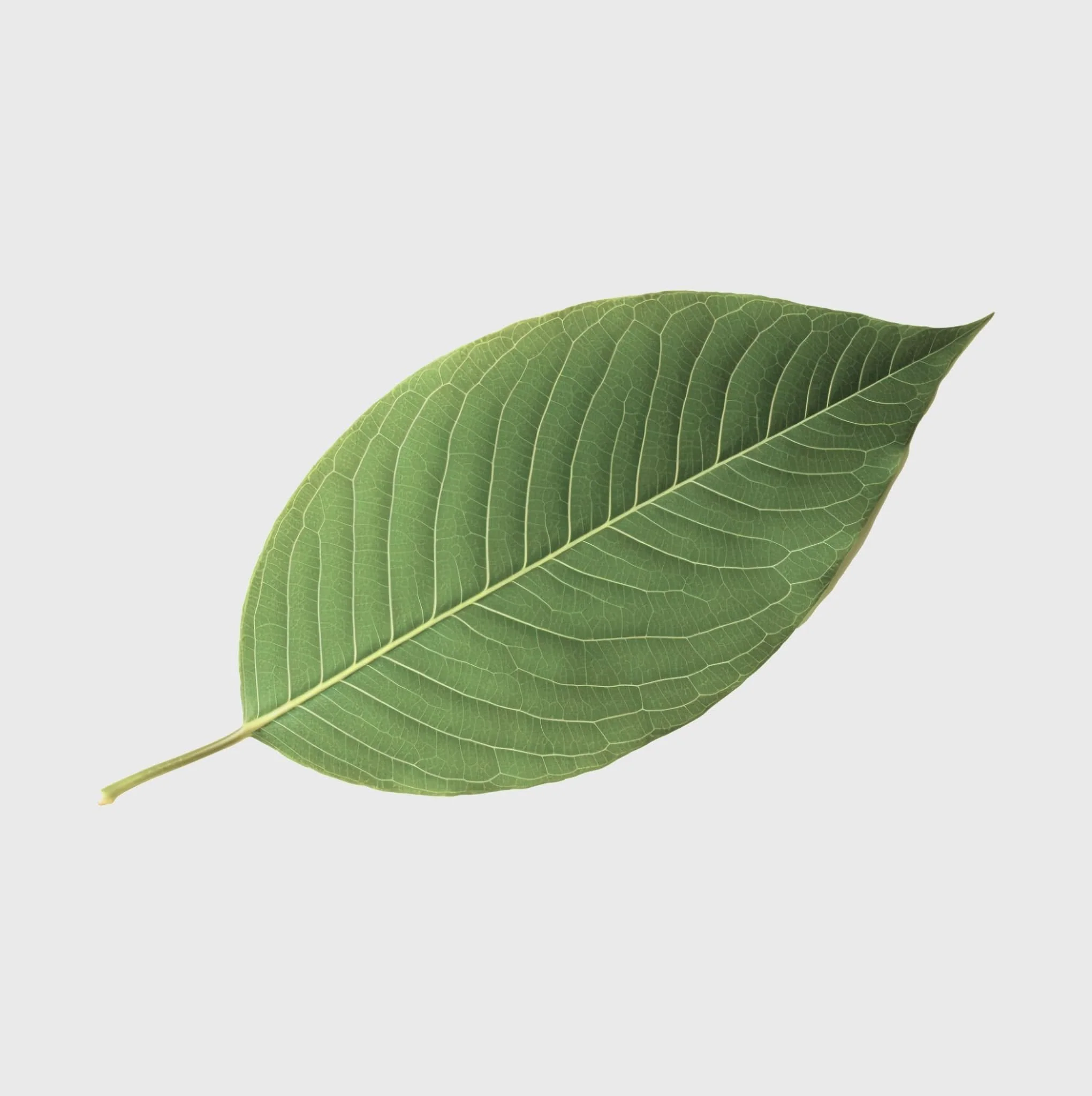 Thai Kratom - Image 3