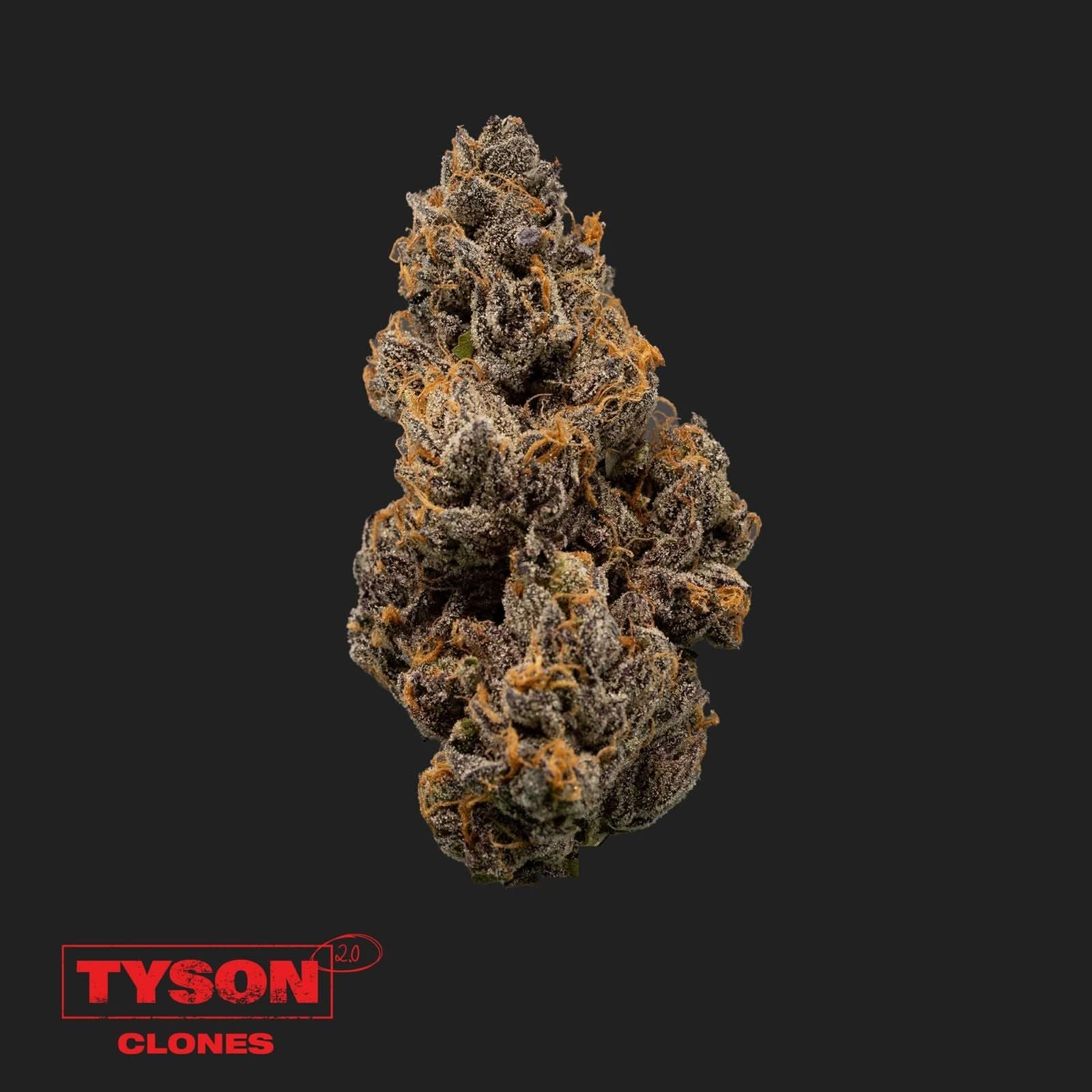 Tyson 2.0 Steckling - Knockout OG