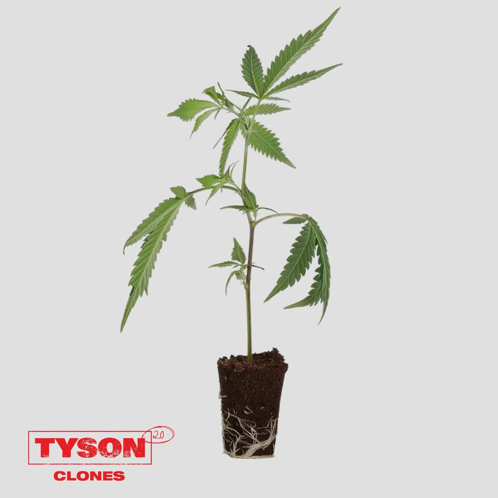 Tyson 2.0 Steckling - Knockout OG - Image 2