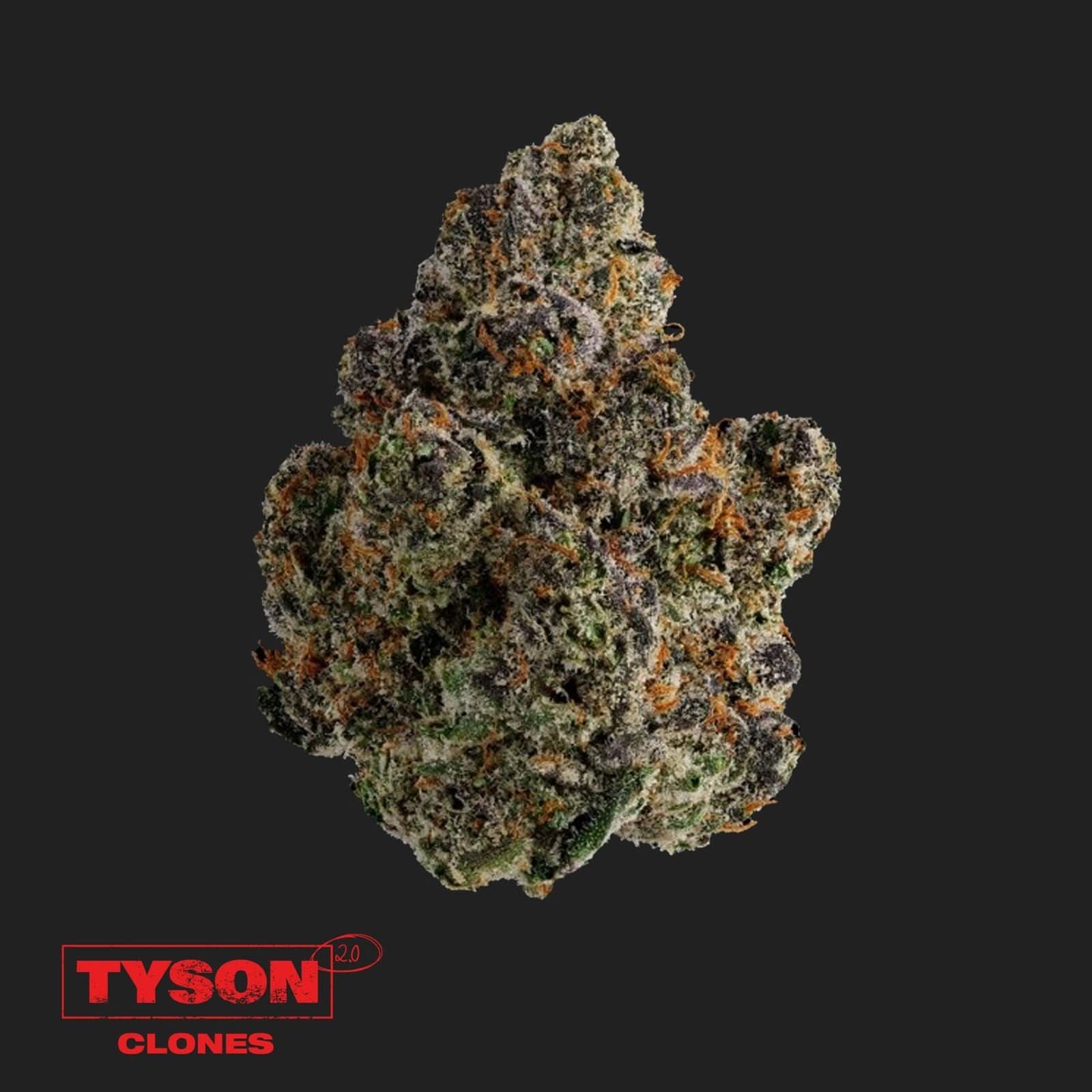 Tyson 2.0 Steckling - Intergalactic Toad