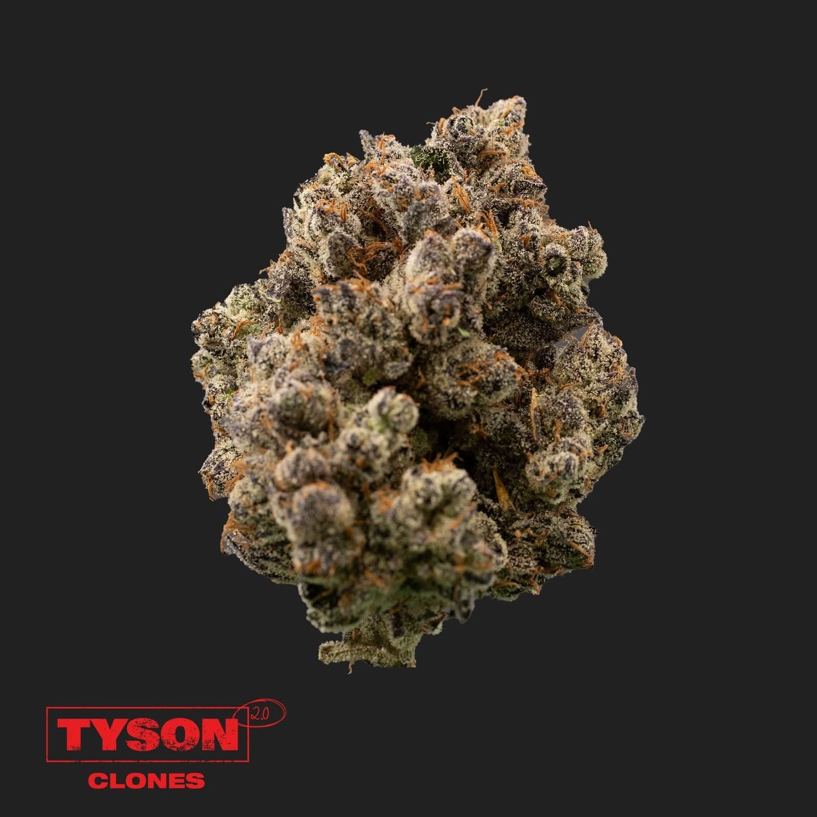 Tyson 2.0 - Tangie Hook