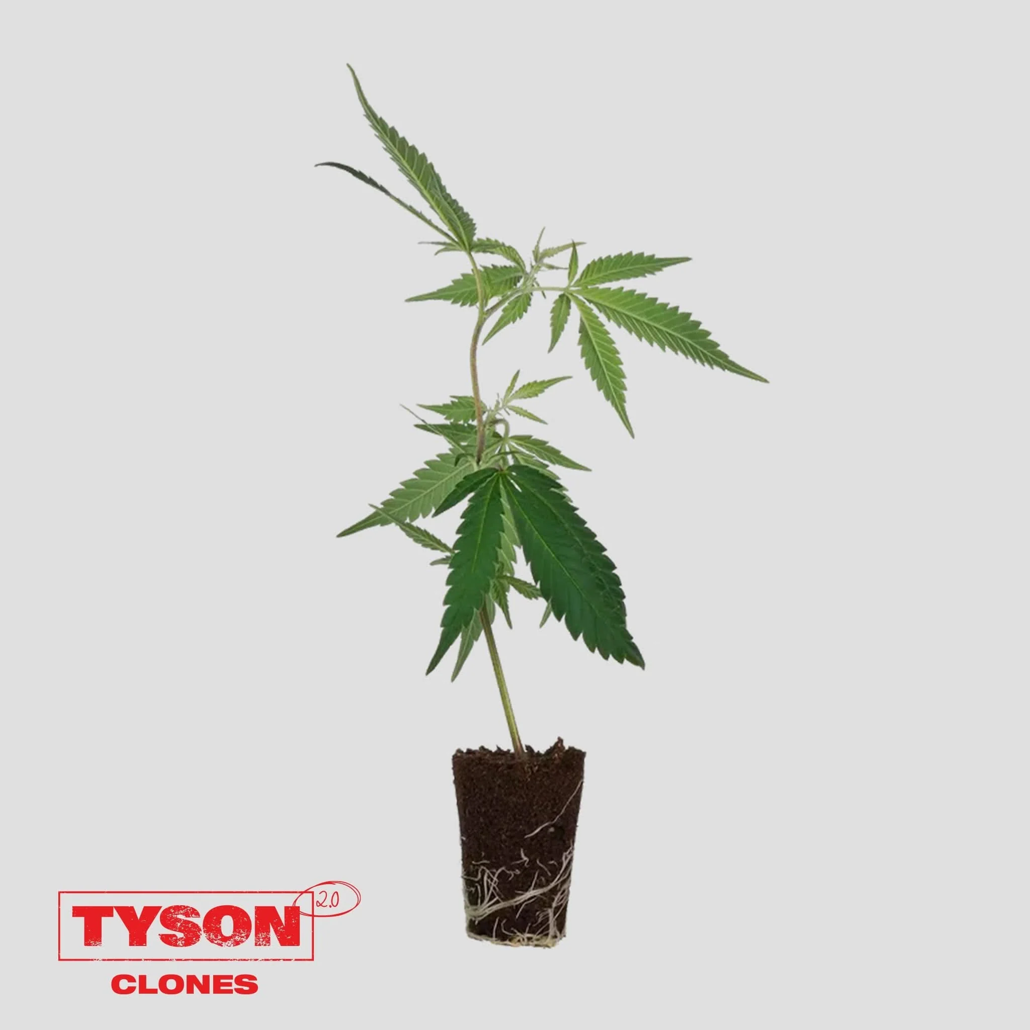 Tyson 2.0 - Tangie Hook - Image 2
