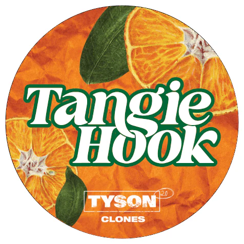 Tyson 2.0 - Tangie Hook - Image 3